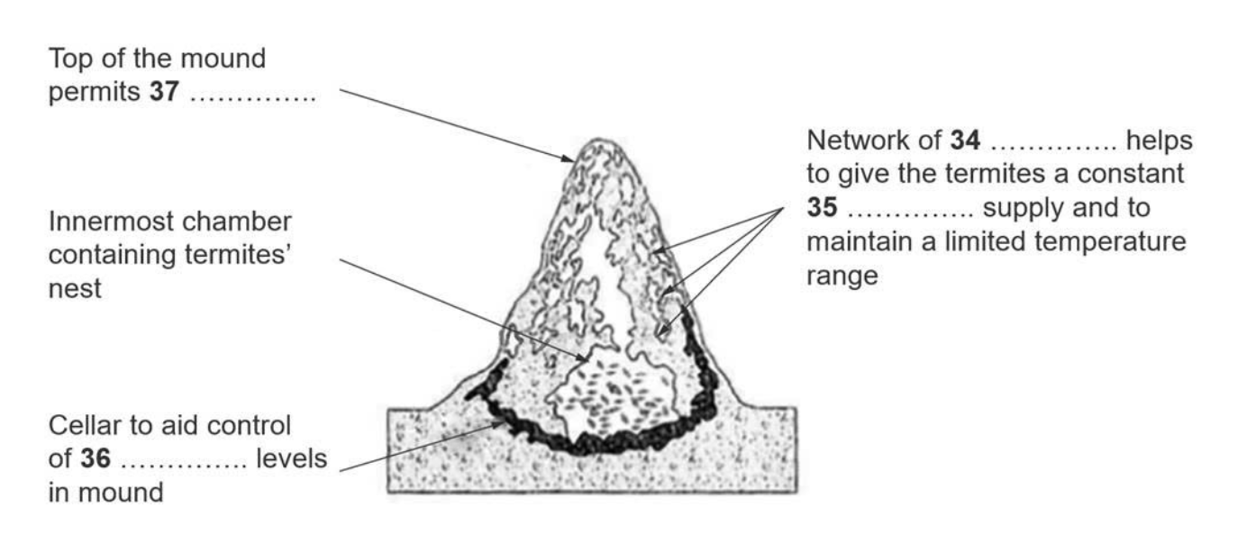 Cross-section diagram of a termite mound