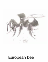 European bee