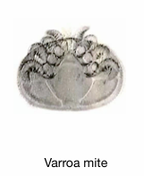 Varroa mite